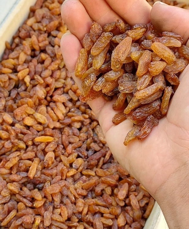 قیمت کشمش کاشمر